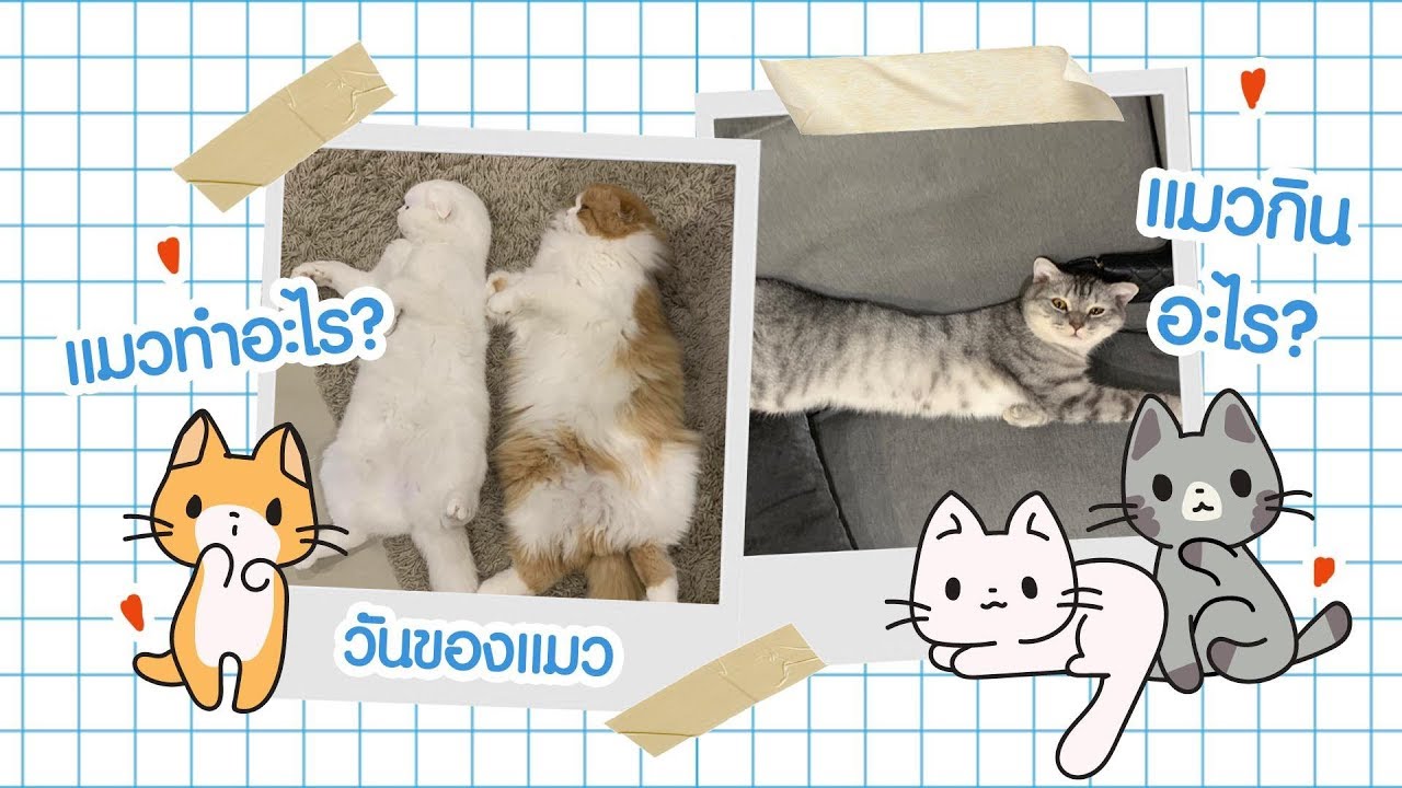 VLOG : 1day with cats รักแมวจังโว้ยยยย | ndmikkiholic ♡