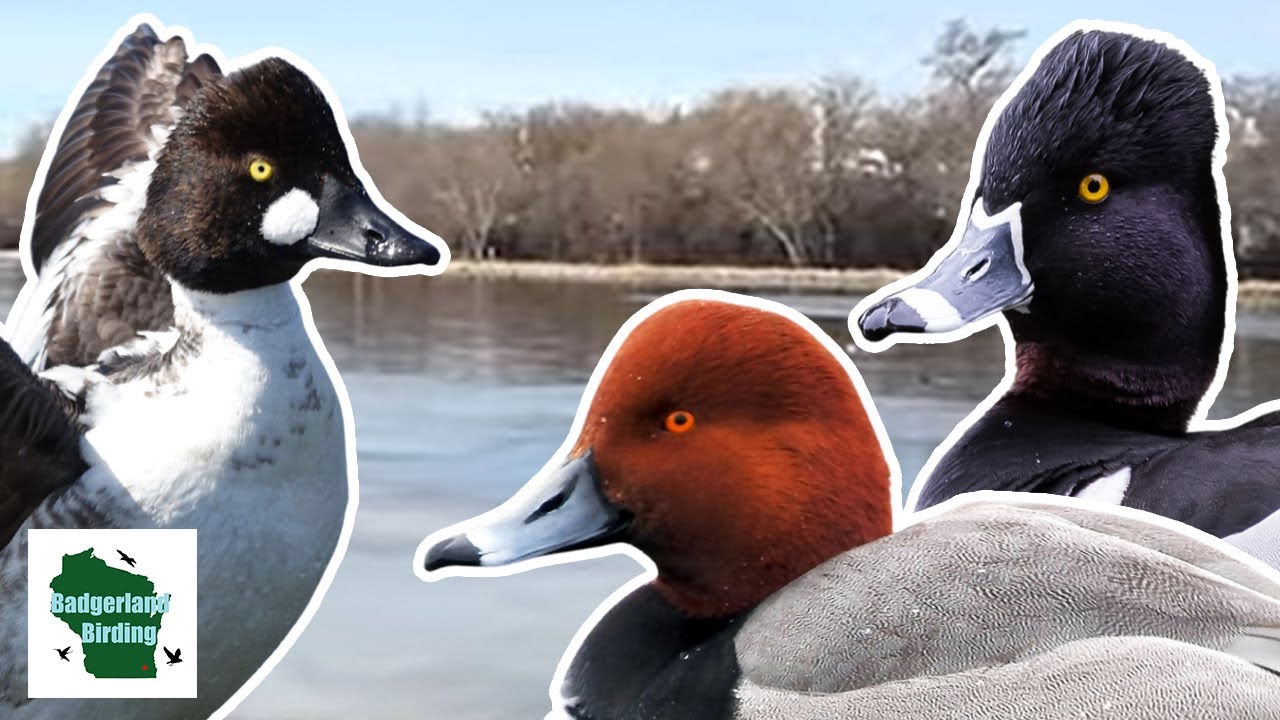 Finding as Many Ducks as Possible in Early Spring