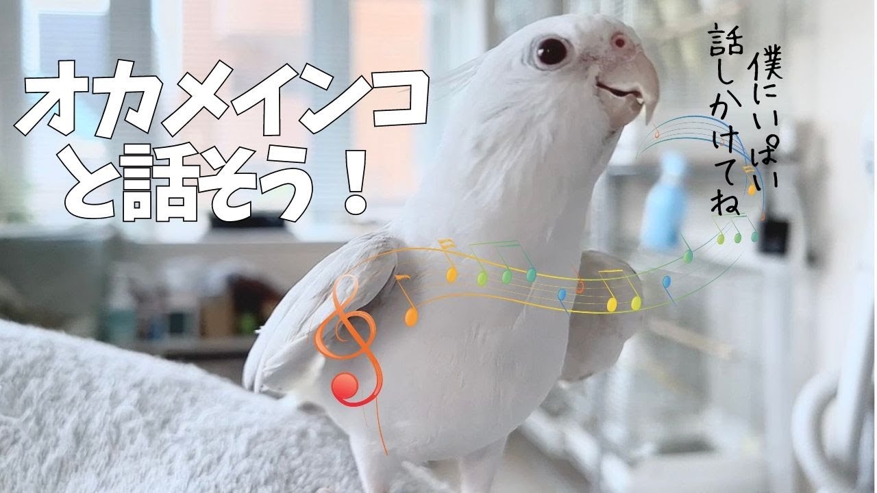 【オカメインコ】お話しよう！【おしゃべり】【Birdy Coco】