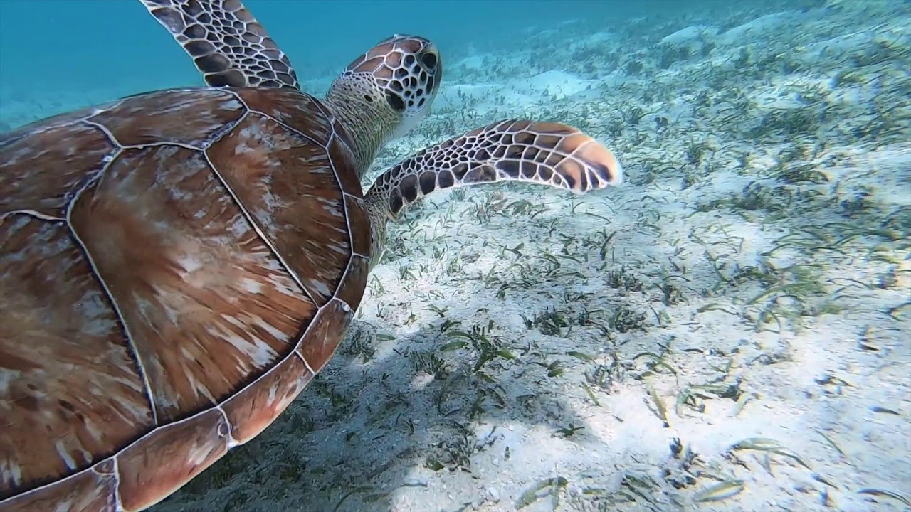 Iles Vierges Britanniques vid&eacute;o montage