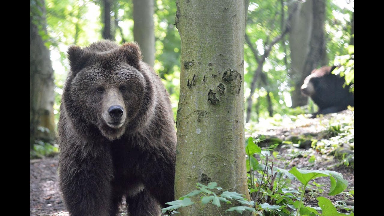 Bärenpark Worbis