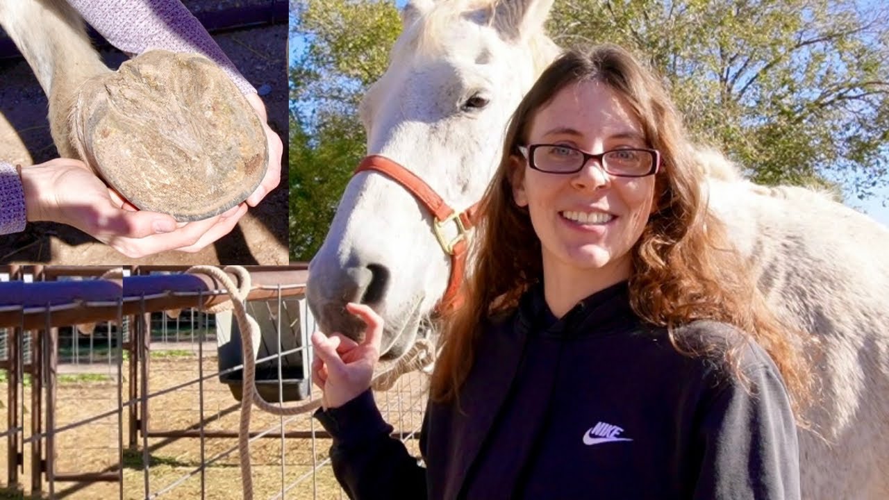 How to Pick a Horse’s Hooves with Science!