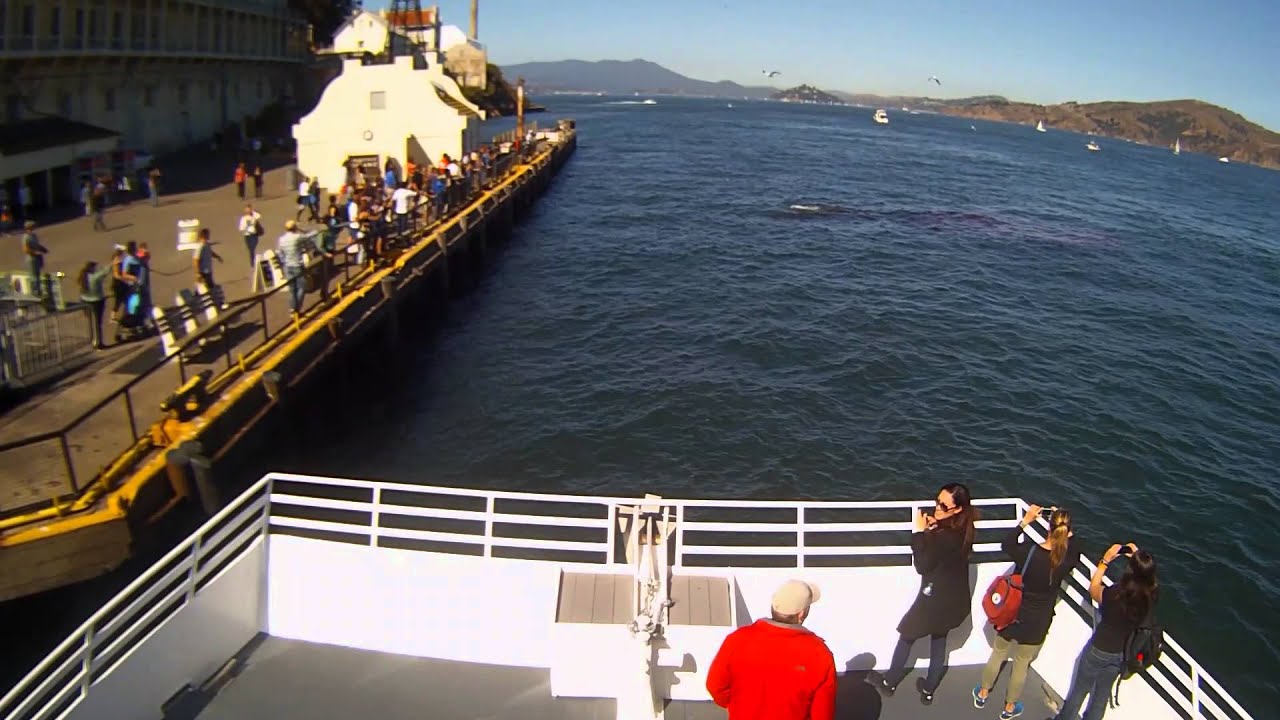 Exclusive video: The first hunt by a great white shark ever recorded in San Francisco Bay