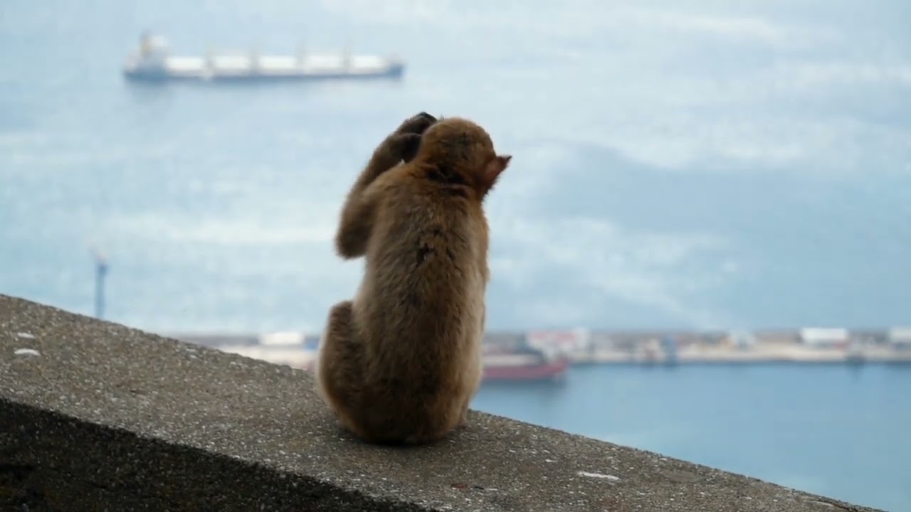 OPEN DAY 2025 - THE GIBRALTAR CHRONICLES