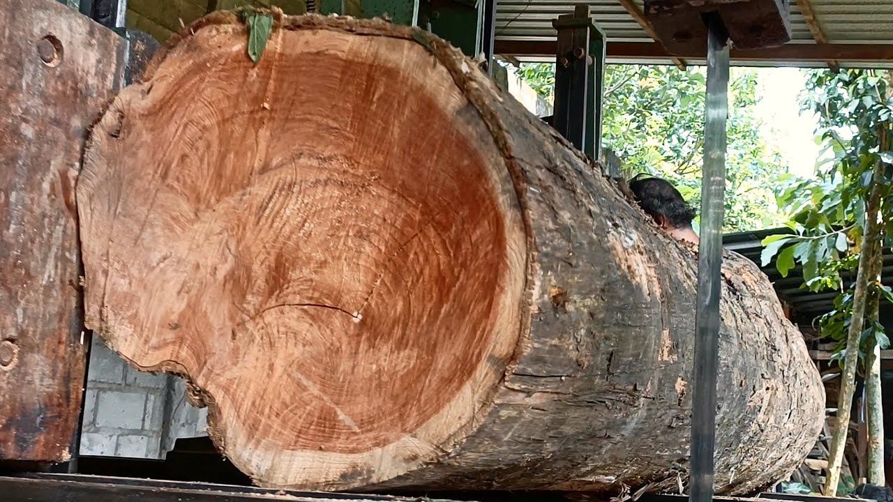 From the largest trees,the logs are processed into slabs of extraordinary beauty at the sawmill