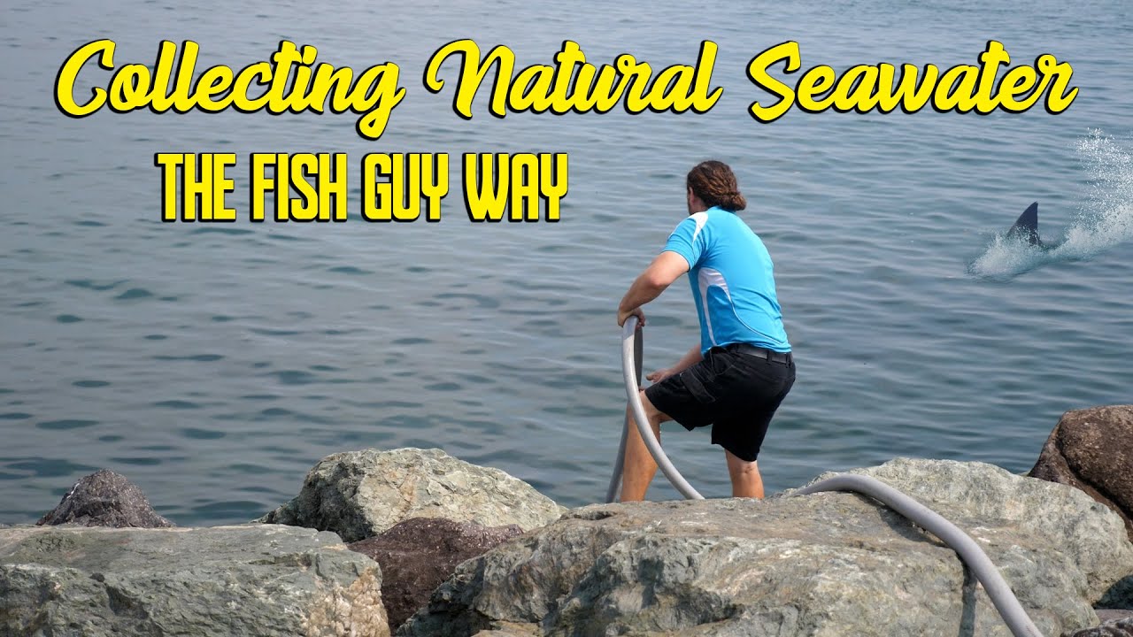 Collecting Natural Seawater The Fish Guy Way