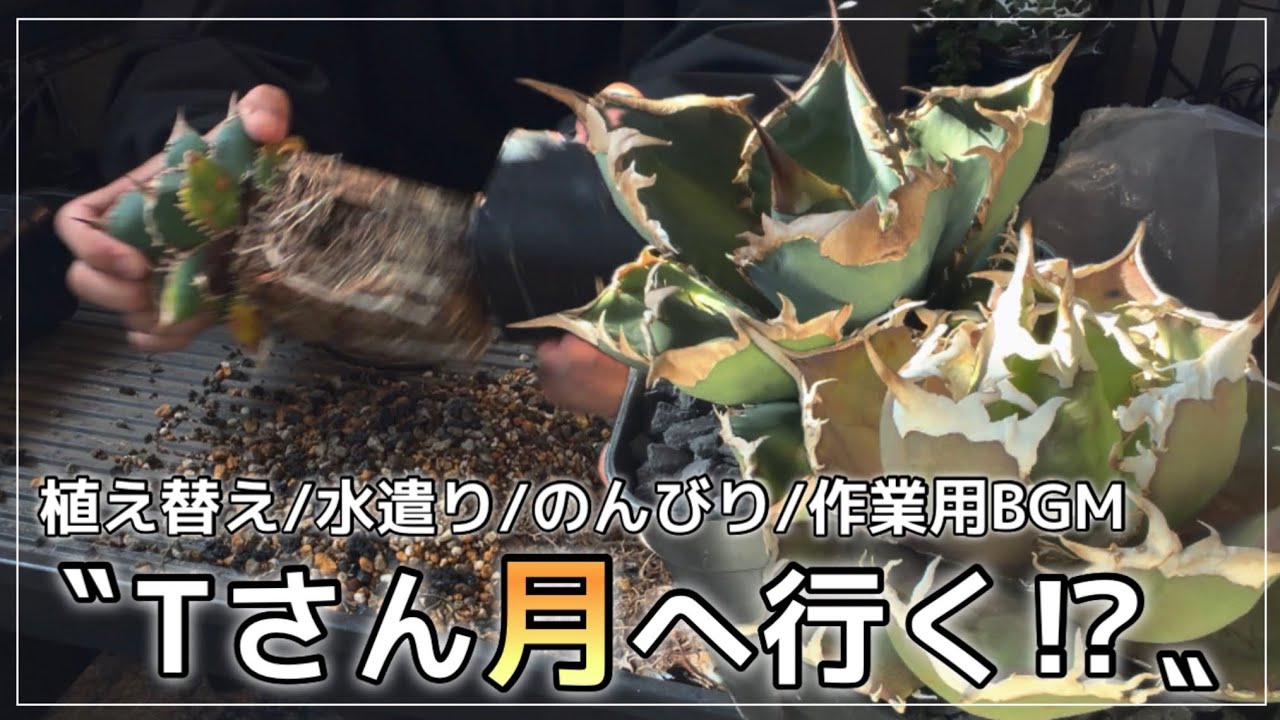 【アガベ/作業用】いやいやラブブは通っておかないと。
