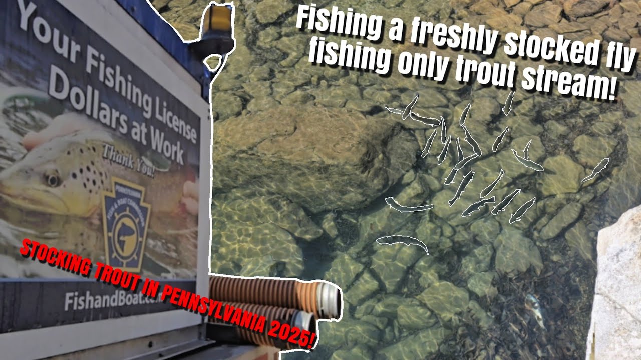 FISHING FOR FRESHLY STOCKED TROUT BEFORE OPENING DAY! (FLY FISHING ONLY TROUT FISHING)