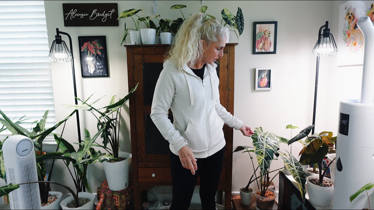 Alocasia Bridget. Did WINTER Kill Her Plants? Alocasia Chat With Mom. Rare Alocasia Reveal.