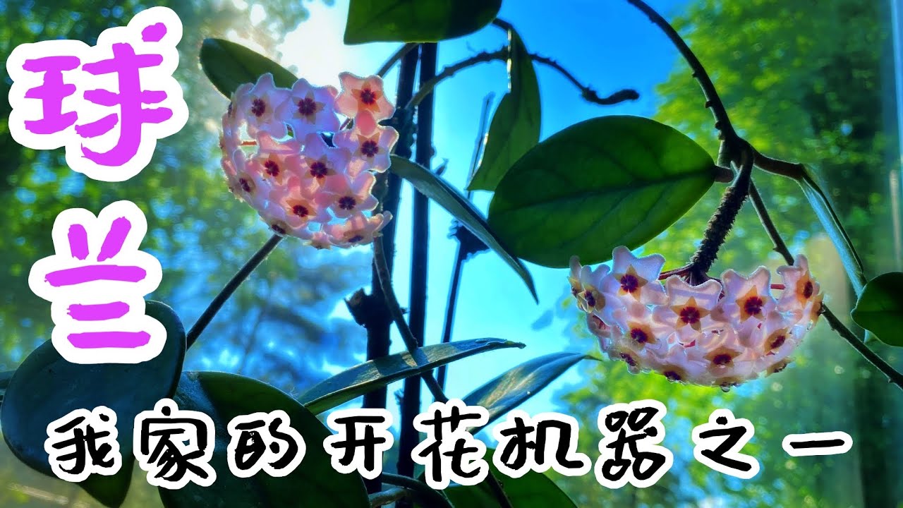 半年都在开花的球兰，传说中的开花机器！球兰的养护和管理how to plant Hoya