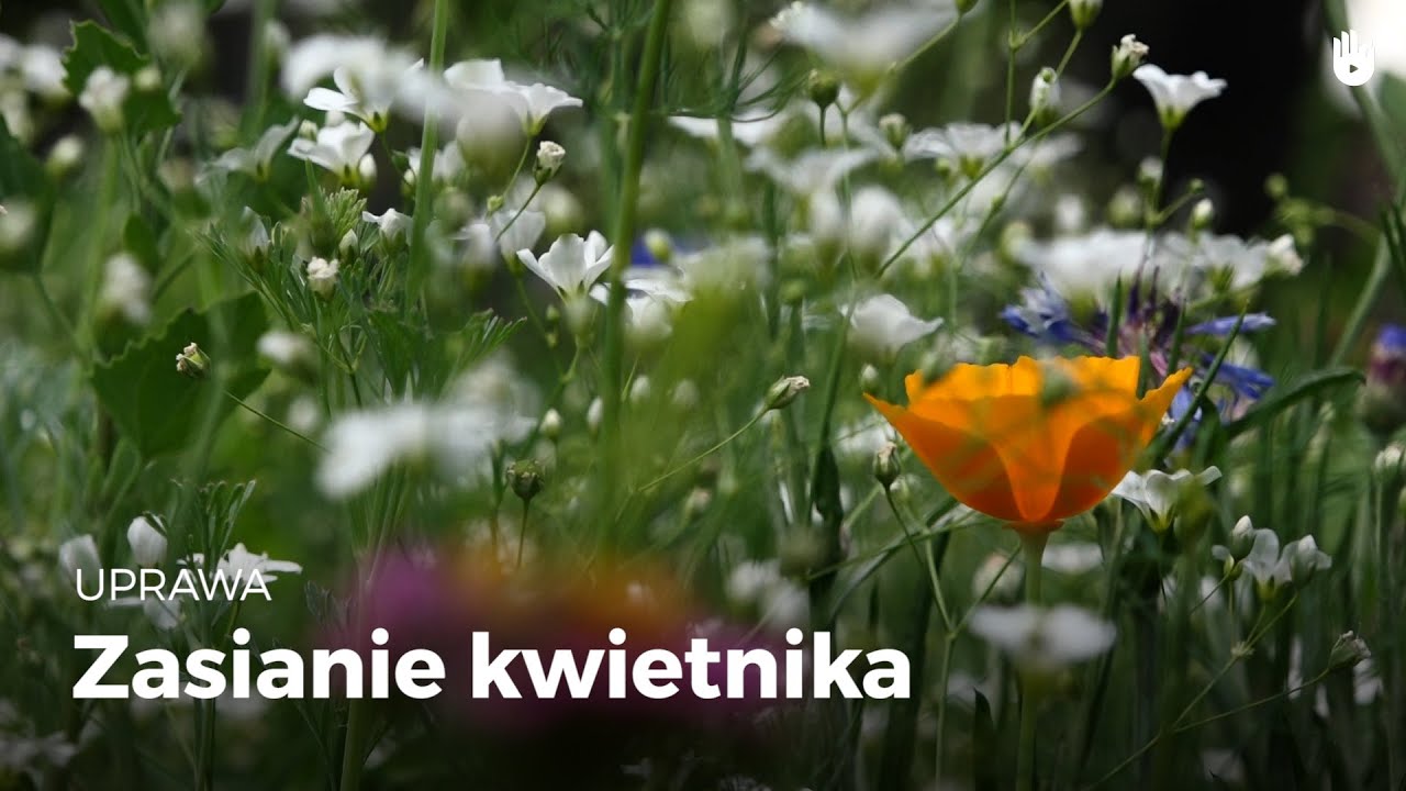 Uprawa: Zasiane Kwietnika