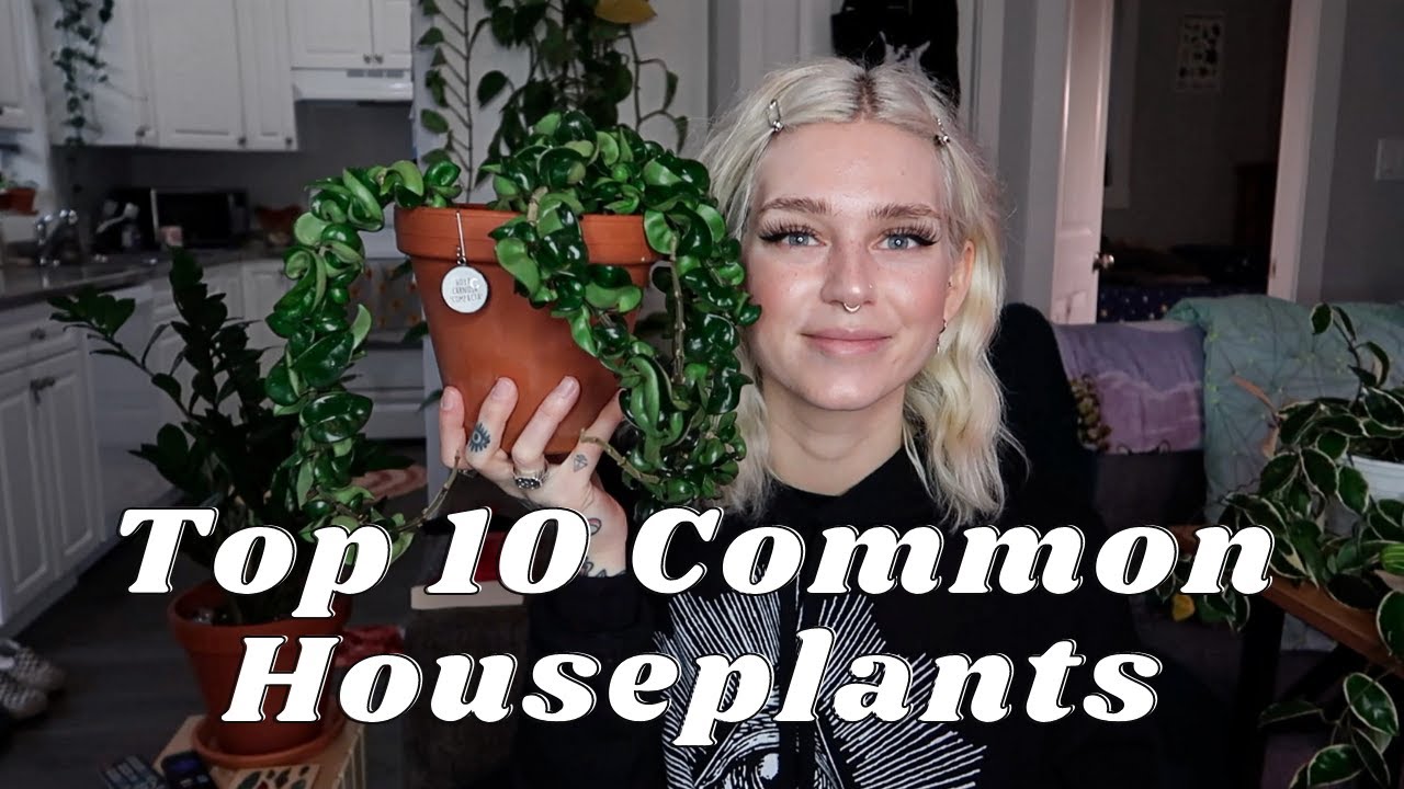 Top 10 Common Houseplants (That Aren't Pothos!)