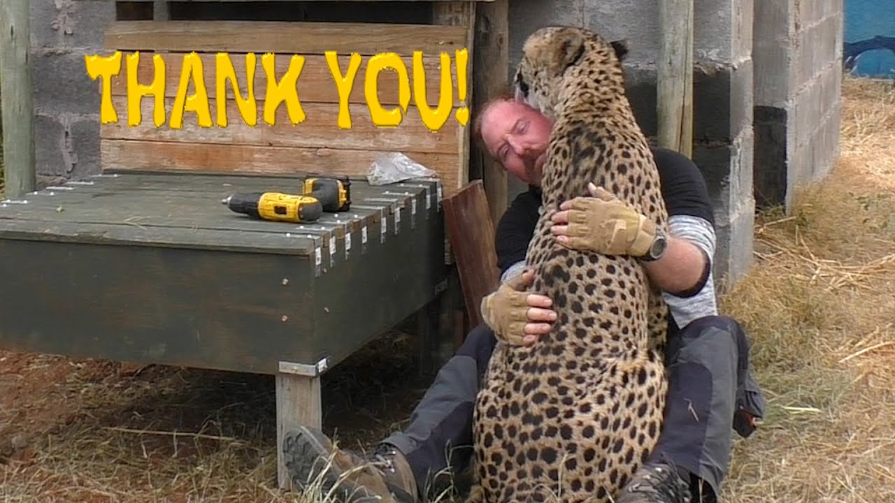 African Cheetah Thanks Man For Building Stair Steps To Help His Limbs | Big Cat Breeding Project