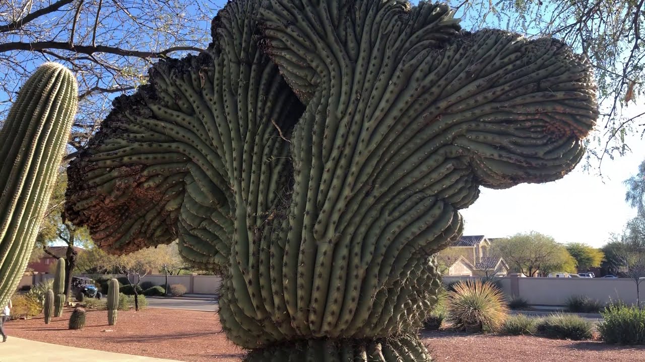 Crested Saguaro in Sahuarita, AZ
