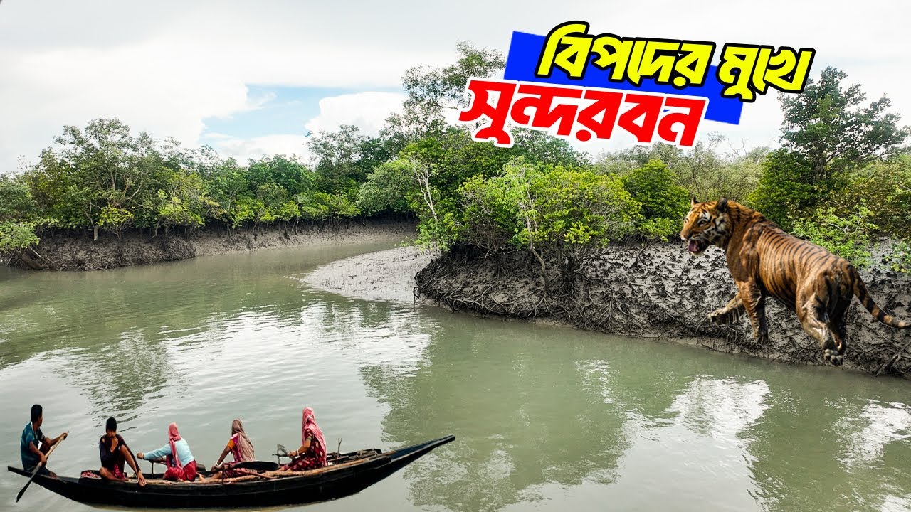 সুন্দরবন ট্যুরের বিপদজনক আভাস | sundarban jungle | sundarban tour | royal bengal tiger attack