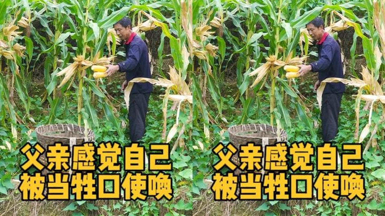 老妈追着老爸收玉米，感觉自己被当成牲口使唤，一餐梅菜扣肉心里老实不敢言