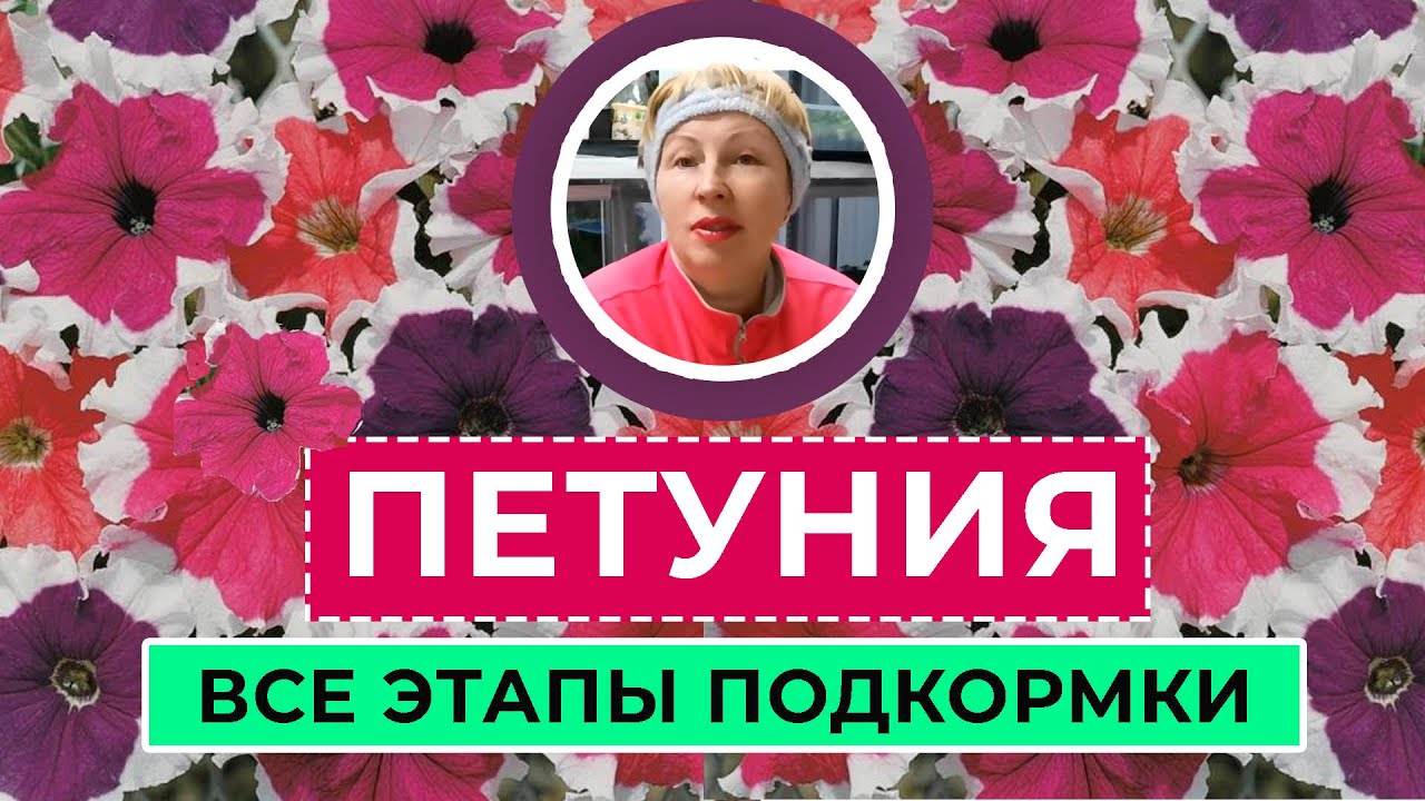 ПЕТУНИЯ. Все этапы подкормки
