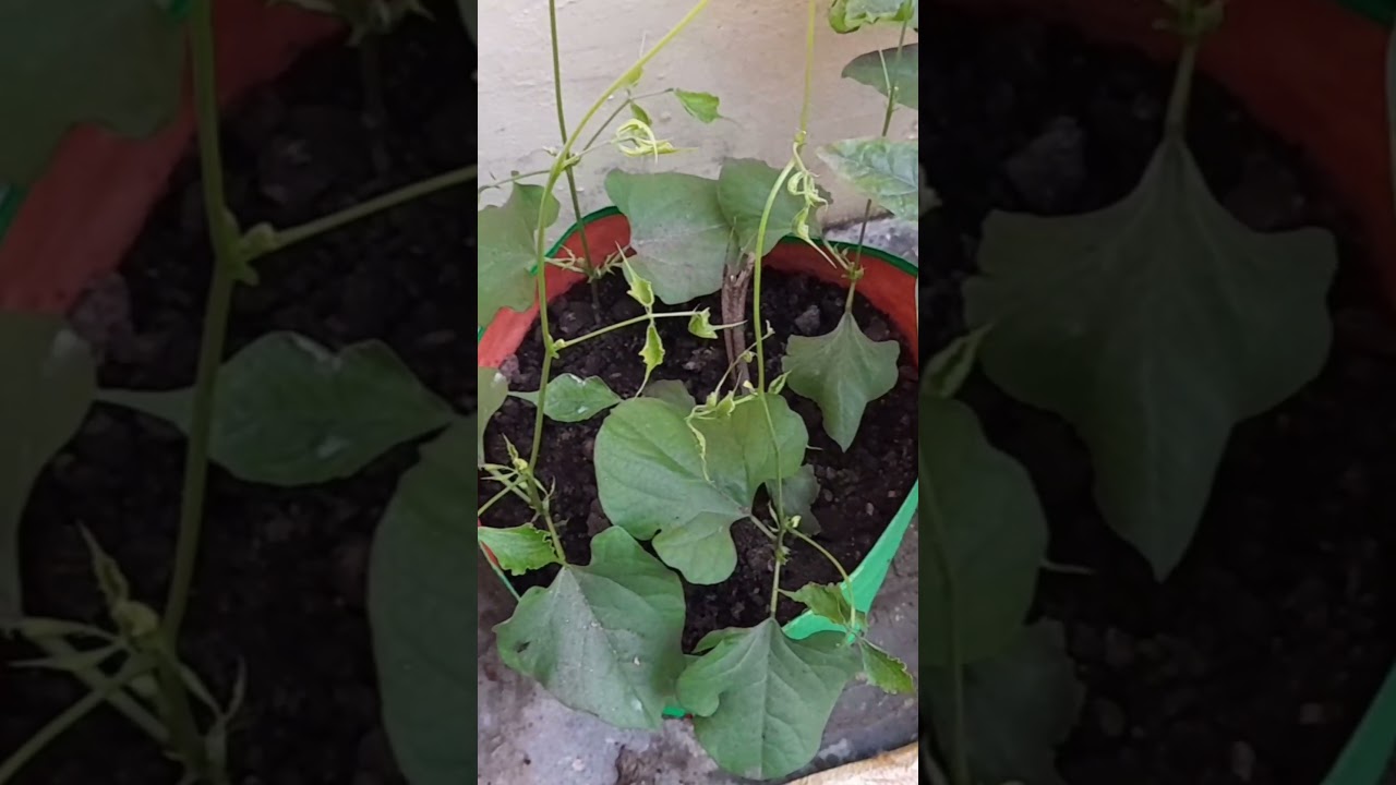 New Leaf Curl | Control Leaf Curl Disease | कैसे करे Leaf Curl Disease का इलाज? 