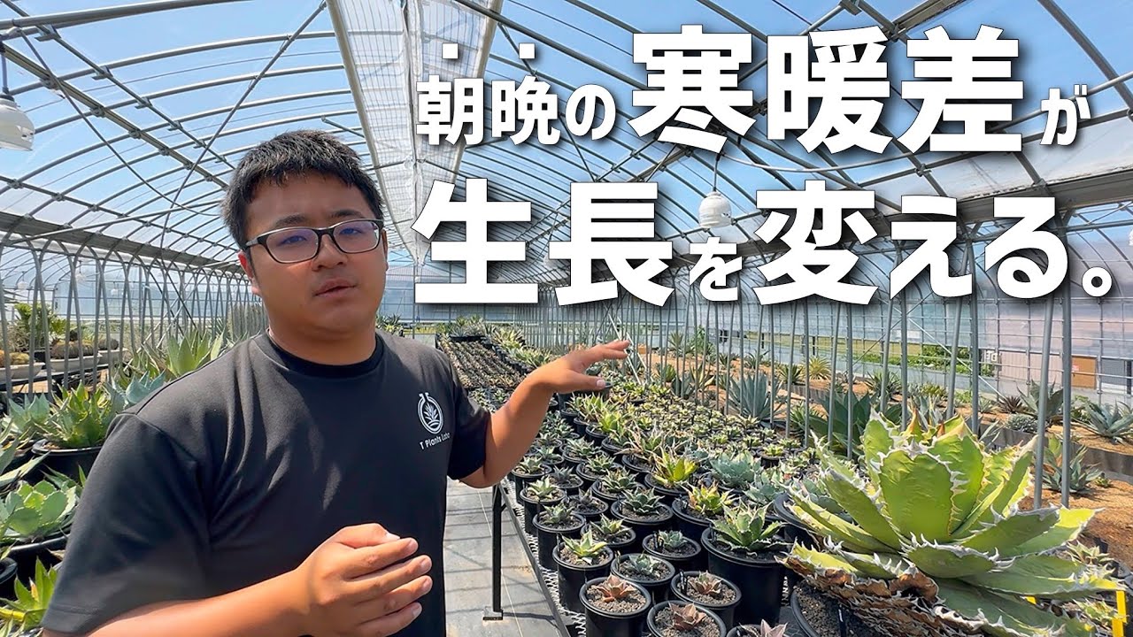 【アガベ】株に