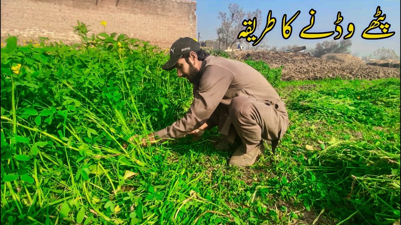 پٹھے وڈنے کا طریقہ 