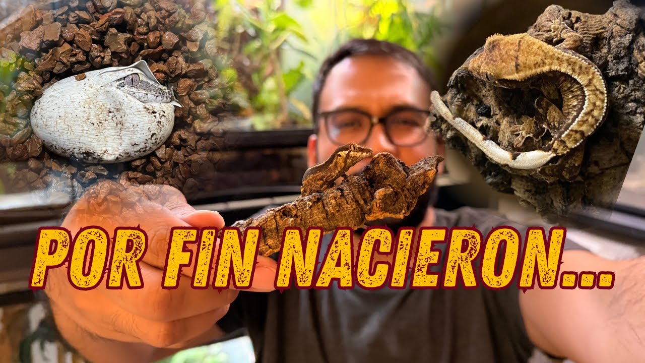 NACIMIENTOS DE GECKOS GÁROLAS Y POR PRIMERA VEZ DE GECKOS CRESTADOS!!!