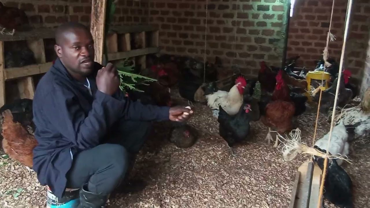 Please my Viewers subscribe to our YouTube channel and join us in local poultry farming:0758257679