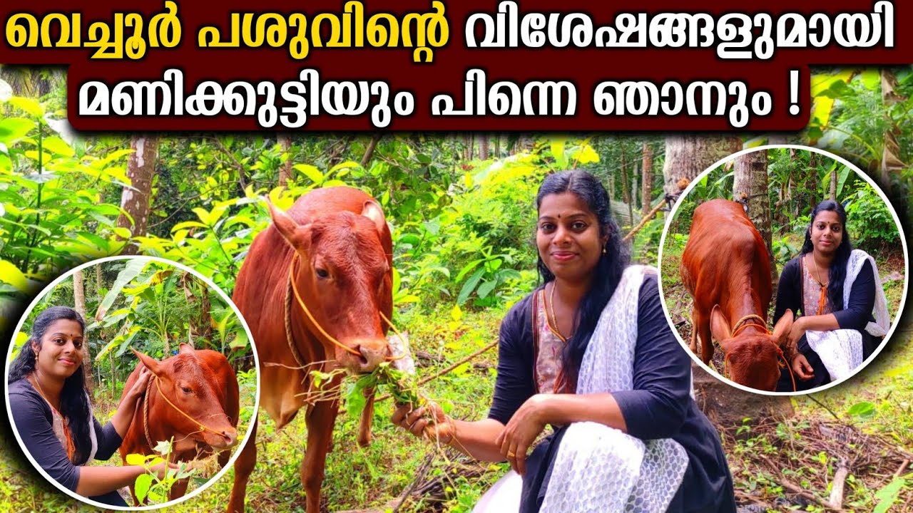 വെച്ചൂർ പശു | വെച്ചൂർ പശുവിന്റെ വിശേഷങ്ങളുമായി മണിക്കുട്ടിയും പിന്നെ ഞാനും | Vechur cow ||