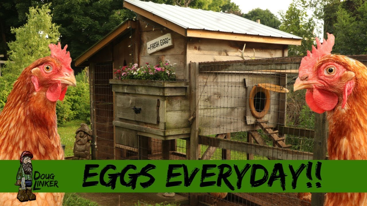 Homestead Backyard Chicken's- Talk and Coop Tour