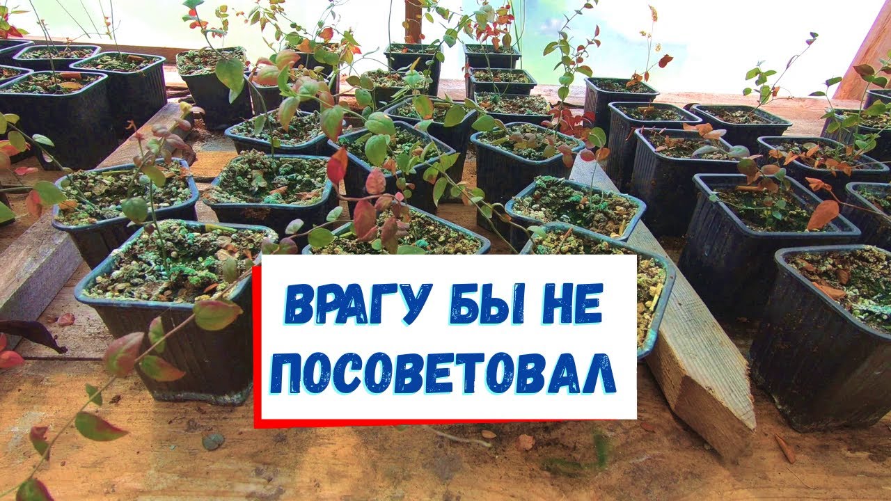 Такие саженцы голубики покупать нельзя