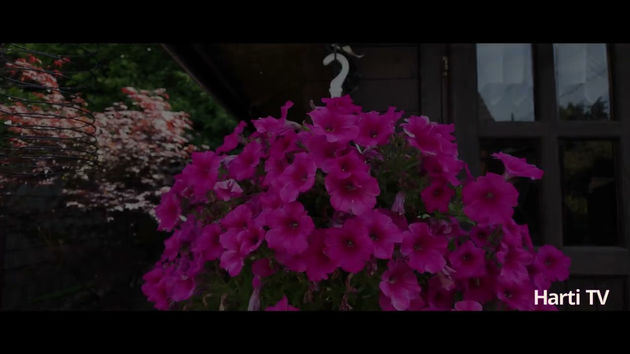 Der Garten und seine Pflanzen