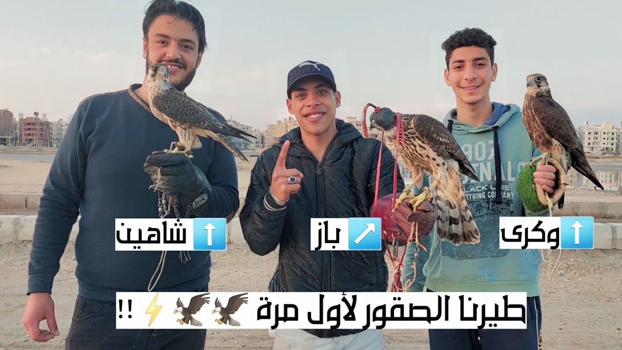 تدريب الصقور على الطيران الحر للمبتدئين !🦅😍 ( طيرنا الصقور لأول مرة ) 💥🤩🔥