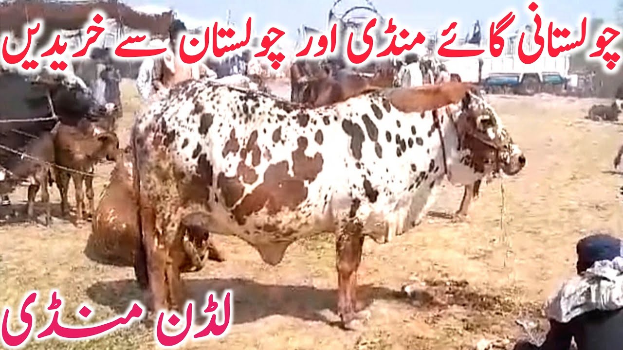 Ludden Cow Mandi | Cholistani And Sahiwal Cow From Cholistan || Mandi Star