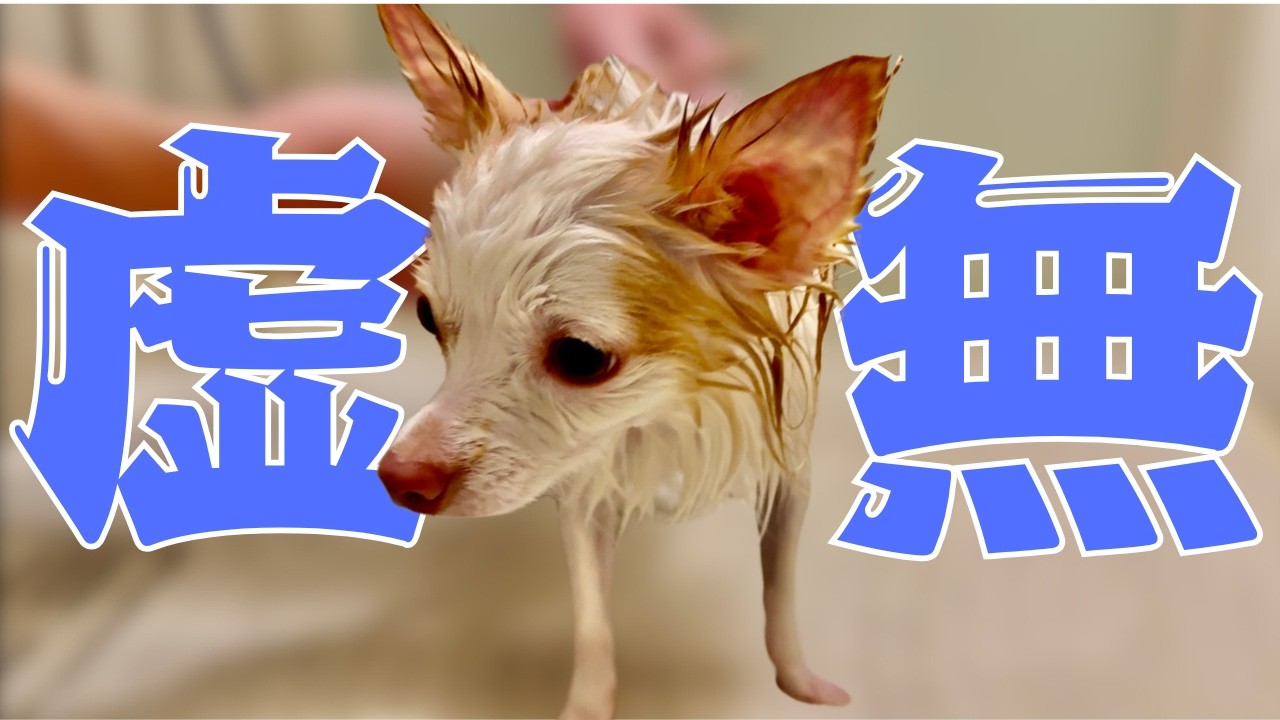 【びしょ濡れ】水が苦手な犬がお風呂に入ると大変なことに、、、