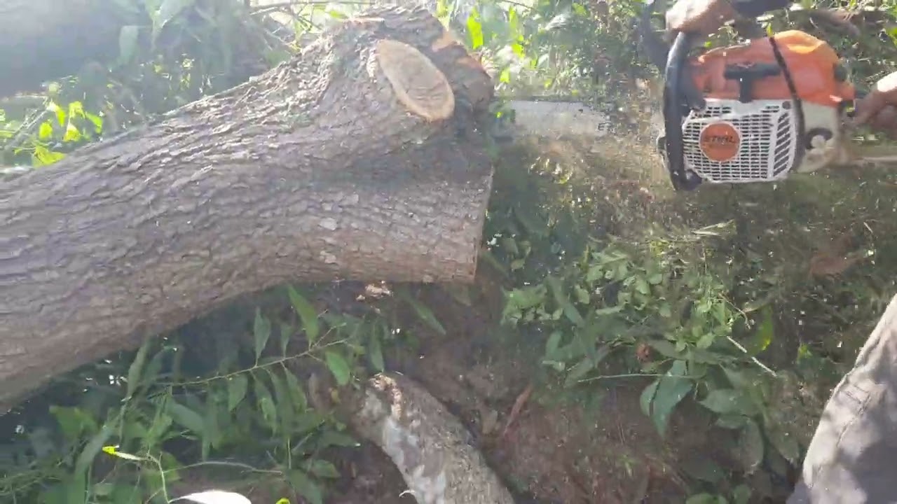 I am sick and using a machine. STIHL MS382‼