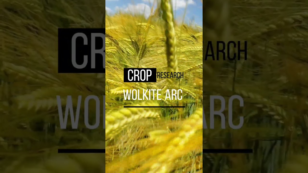 barley research at Wolkite research center short video