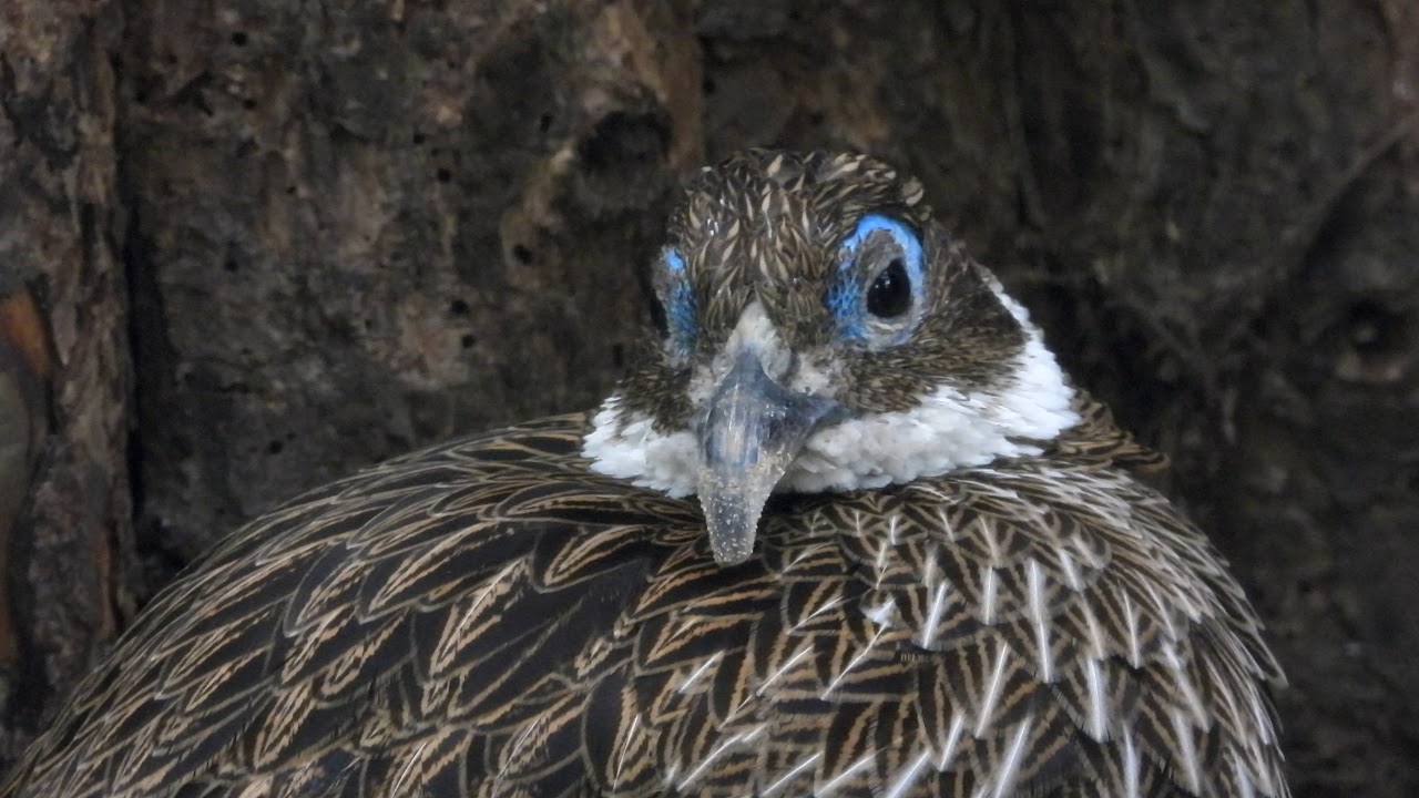 Close-up Himalayan Monal