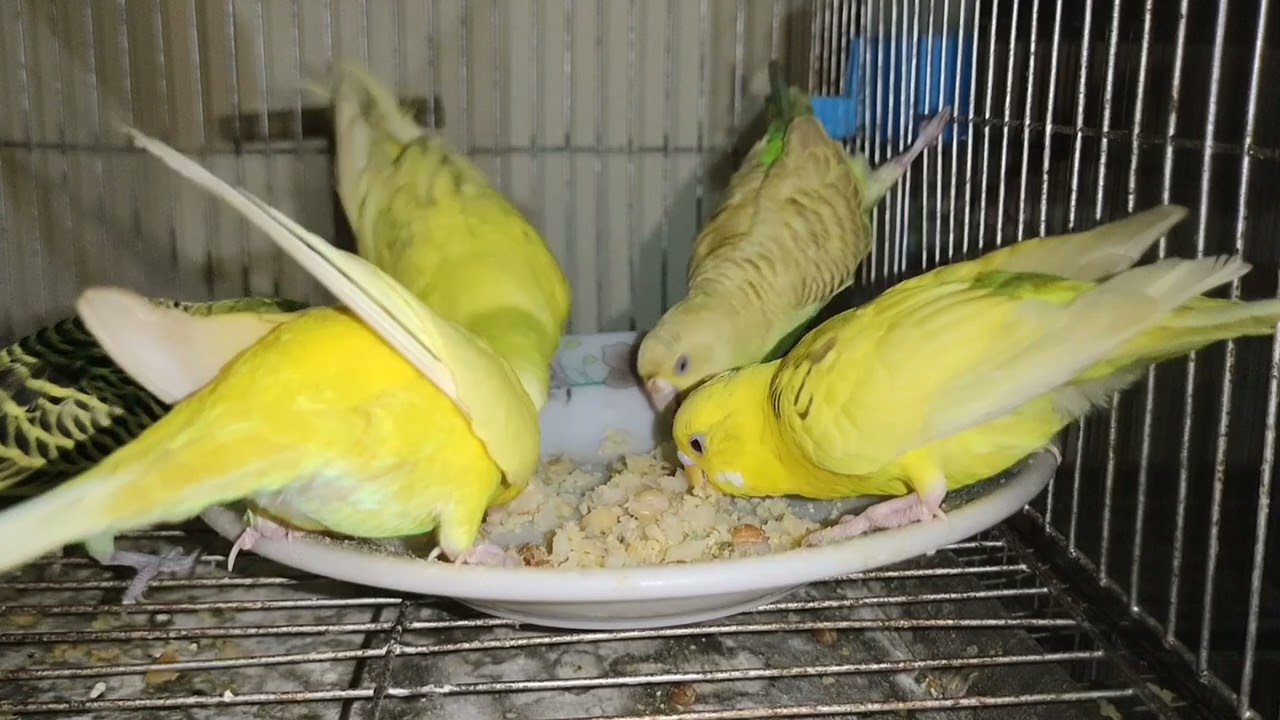 Beautiful Budgies are having fun eating Soft Food-The RF Birds