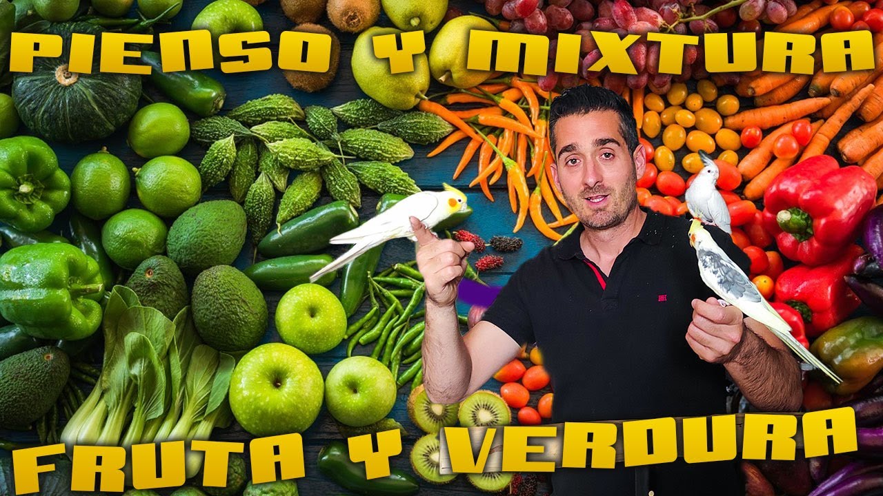 👉mejor ALIMENTACIÓN para NINFAS Y AGAPORNIS💪