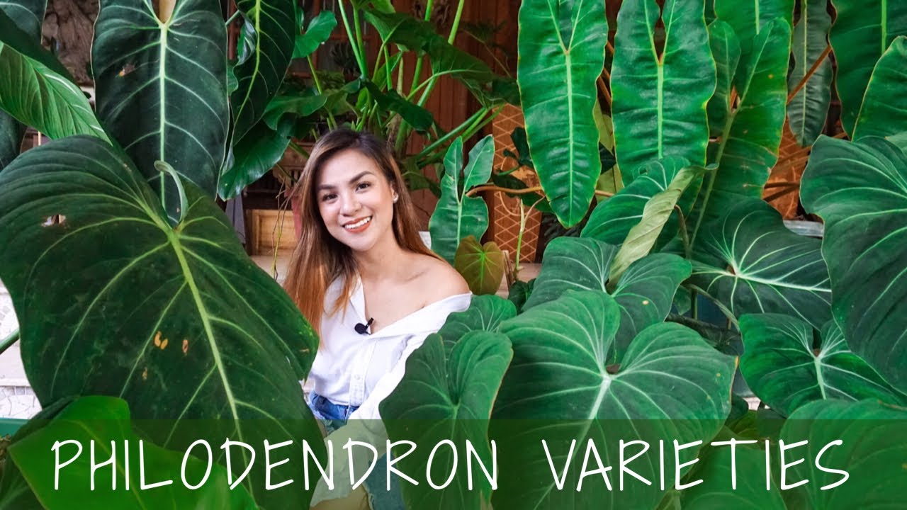 21 Philodendron Varieties 🍃 (RARE & POPULAR) + Giveaway | Hardin Ng Bituin