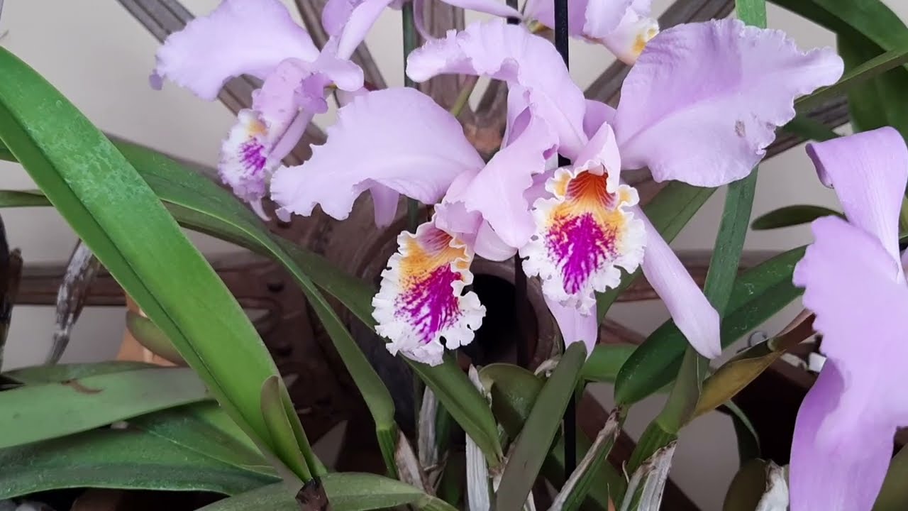COMO CULTIVAR CATTLEYAS DE FORMAS DISTINTAS