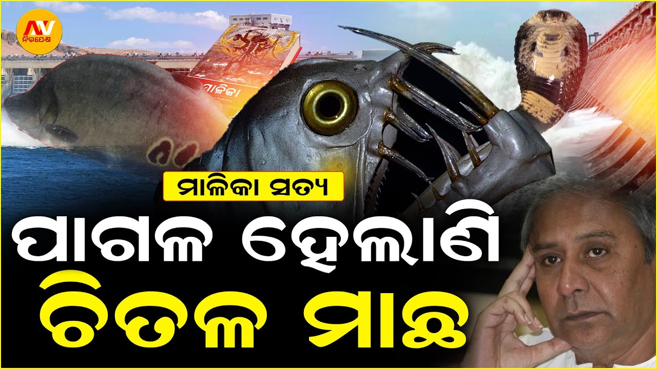 ହୀରାକୁଦ ଜଳଭଣ୍ଡାରରେ ଭାସୁଛି ବିଶାଳ ବିଷଧର ସାପ । Hirakuda Dam | Mystery | Bigfish |Nirapekshya News