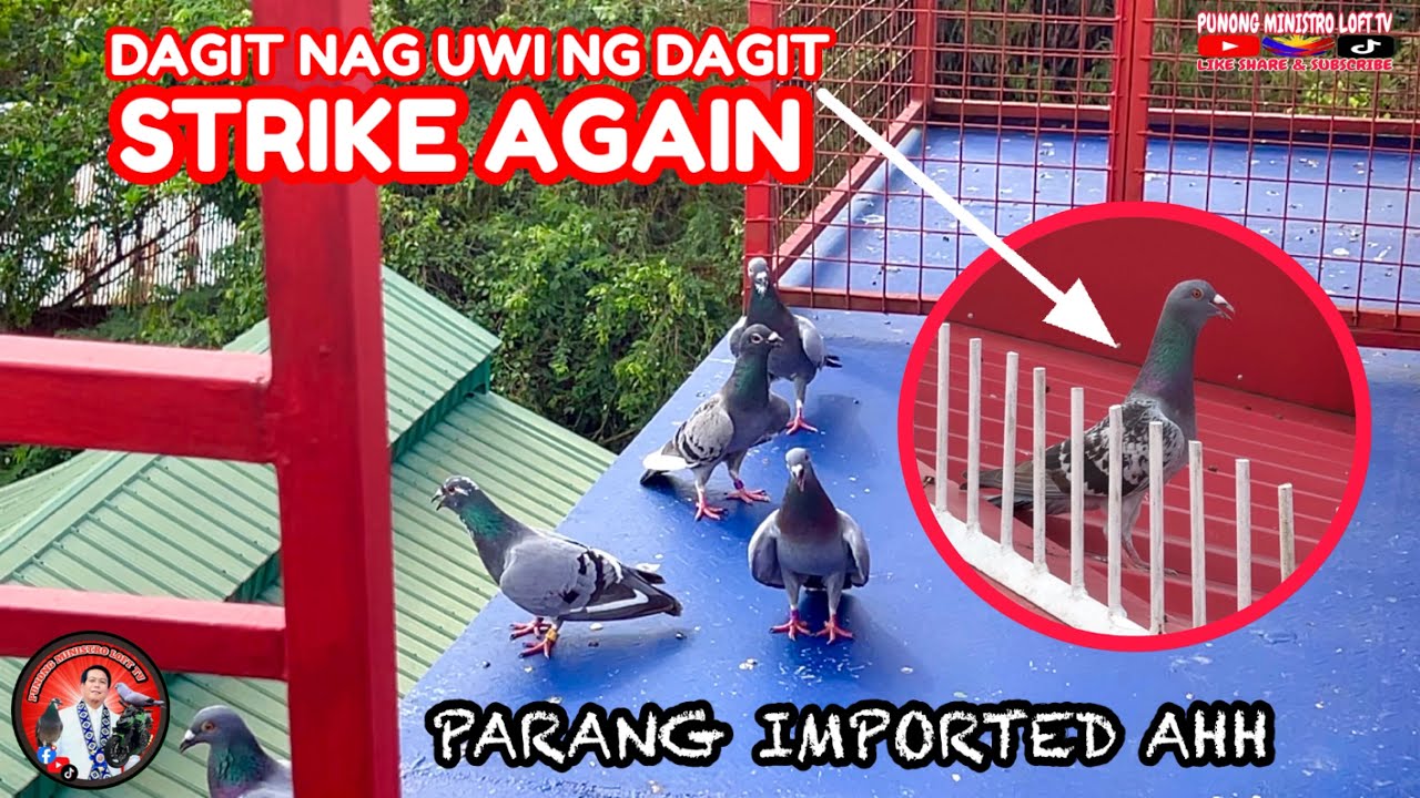 EP1165 DAGIT STRIKE AGAIN AT DUMAGIT PA NG ISANG MAGANDANG KALAPATI
