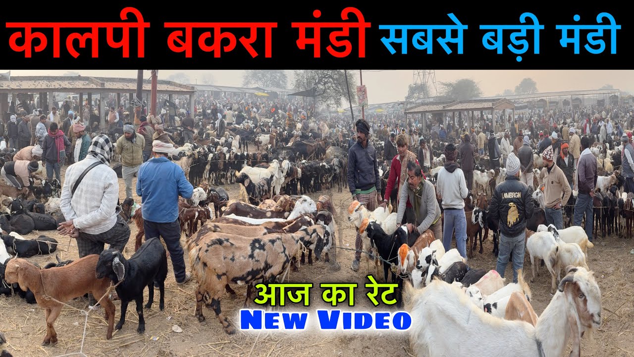 कालपी बकरा मंडी सबसे बड़ी मंडी यूपी | Kalpi Bakra Mandi Latest Video | Kalpi Goat Market |Ziya Vlogs