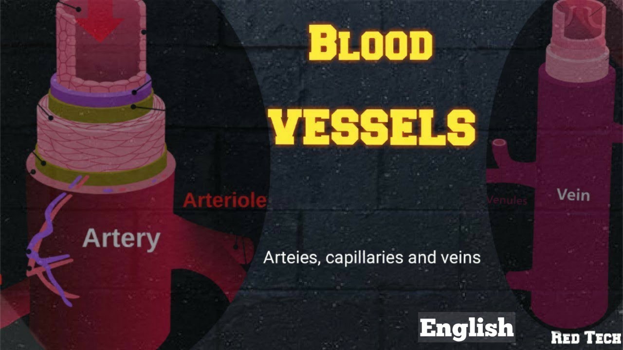 Blood vessels | Arteries, Capillaries and veins | ENGLISH |