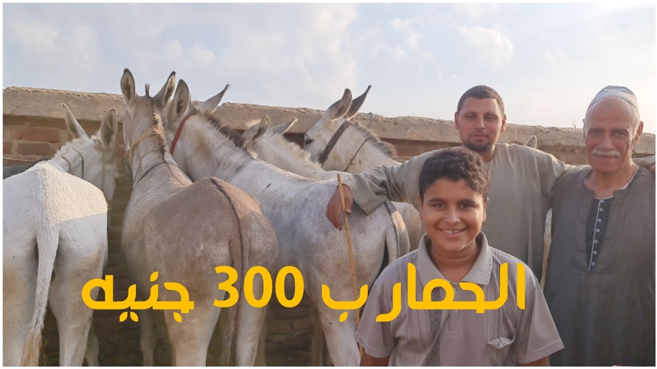 الحمير بارت السوق وبقا فيه حمار دلوقت  ب 300 جنيه صدق أو لا تصدق في سوق الحمير🤔🤔🤔