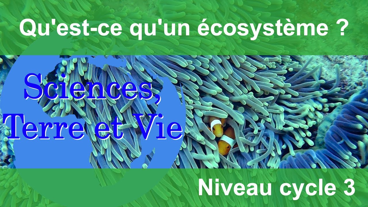 Qu'est-ce qu'un écosystème ?