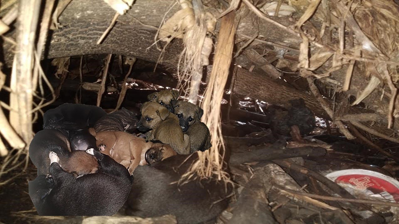 Rescue Abandoned Mom & 2 Week Old Puppies from a Pile Of Garden Debris