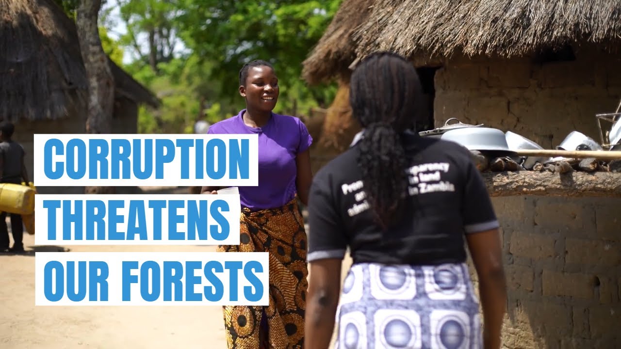 Corruption threatens our forests | Transparency International