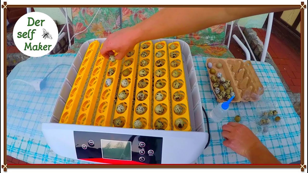 Eier ausbr&uuml;ten | Wachteleier ausbr&uuml;ten | Eier mit der Brutmaschine ausbr&uuml;ten | Der self Maker