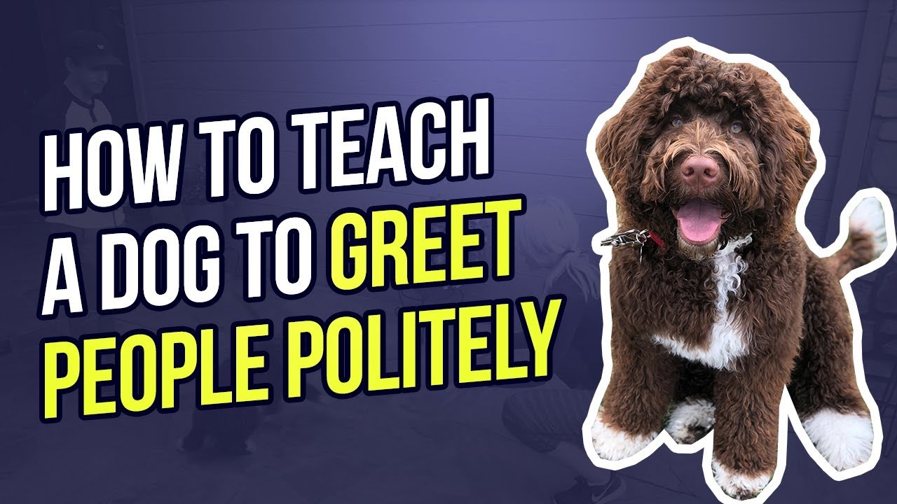 HOW TO TEACH A DOG TO GREET PEOPLE POLITELY